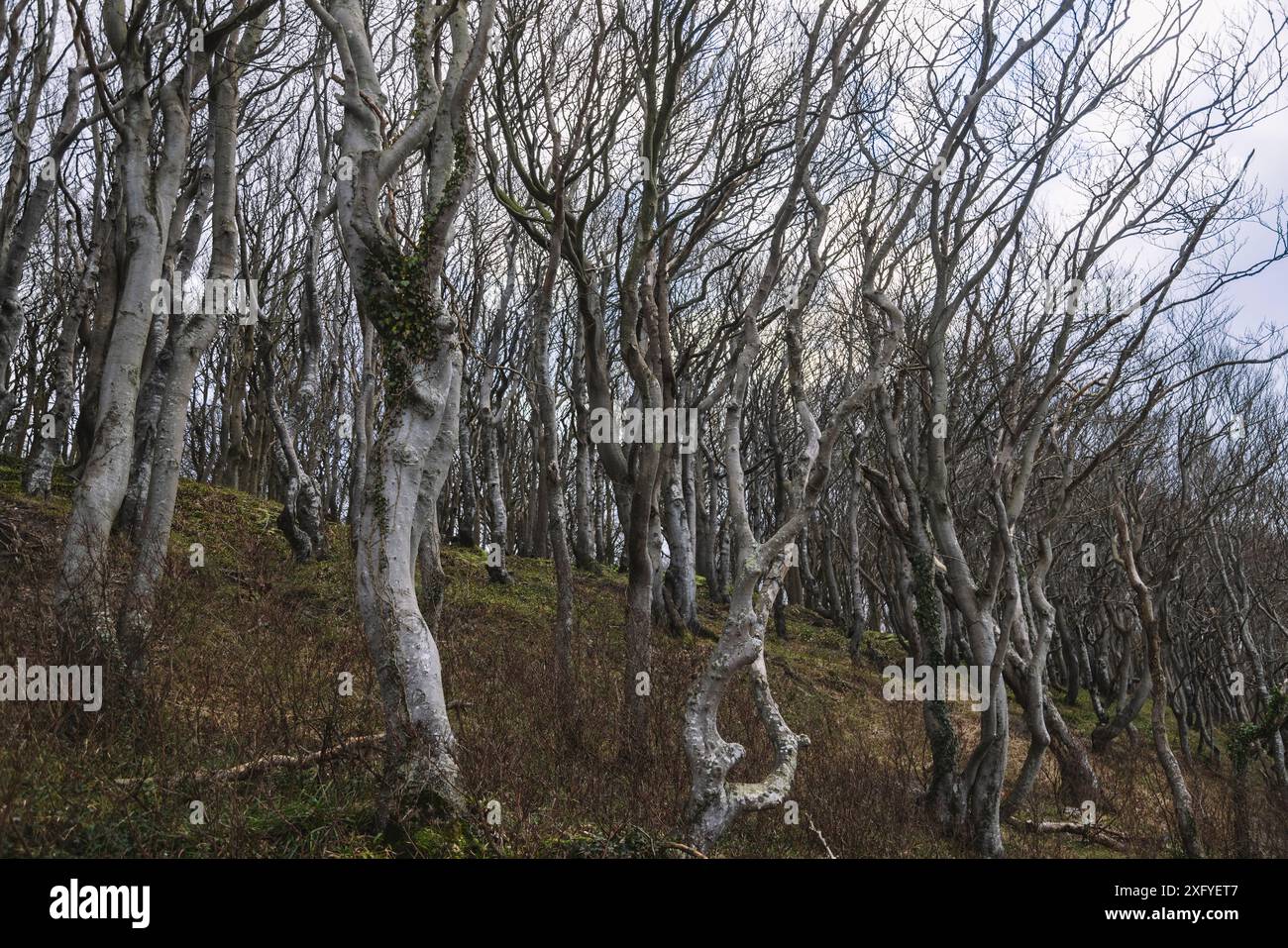 Forêt de feuillus dans la vallée de printemps à Glücksburg en janvier Banque D'Images