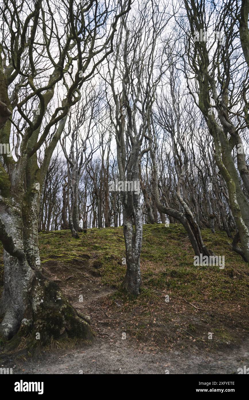 Forêt de feuillus dans la vallée de printemps à Glücksburg en janvier Banque D'Images