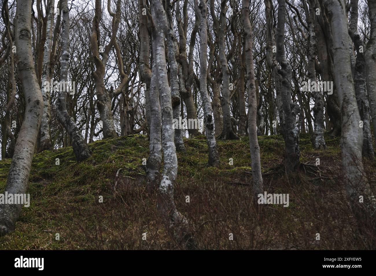 Forêt de feuillus dans la vallée de printemps à Glücksburg en janvier Banque D'Images