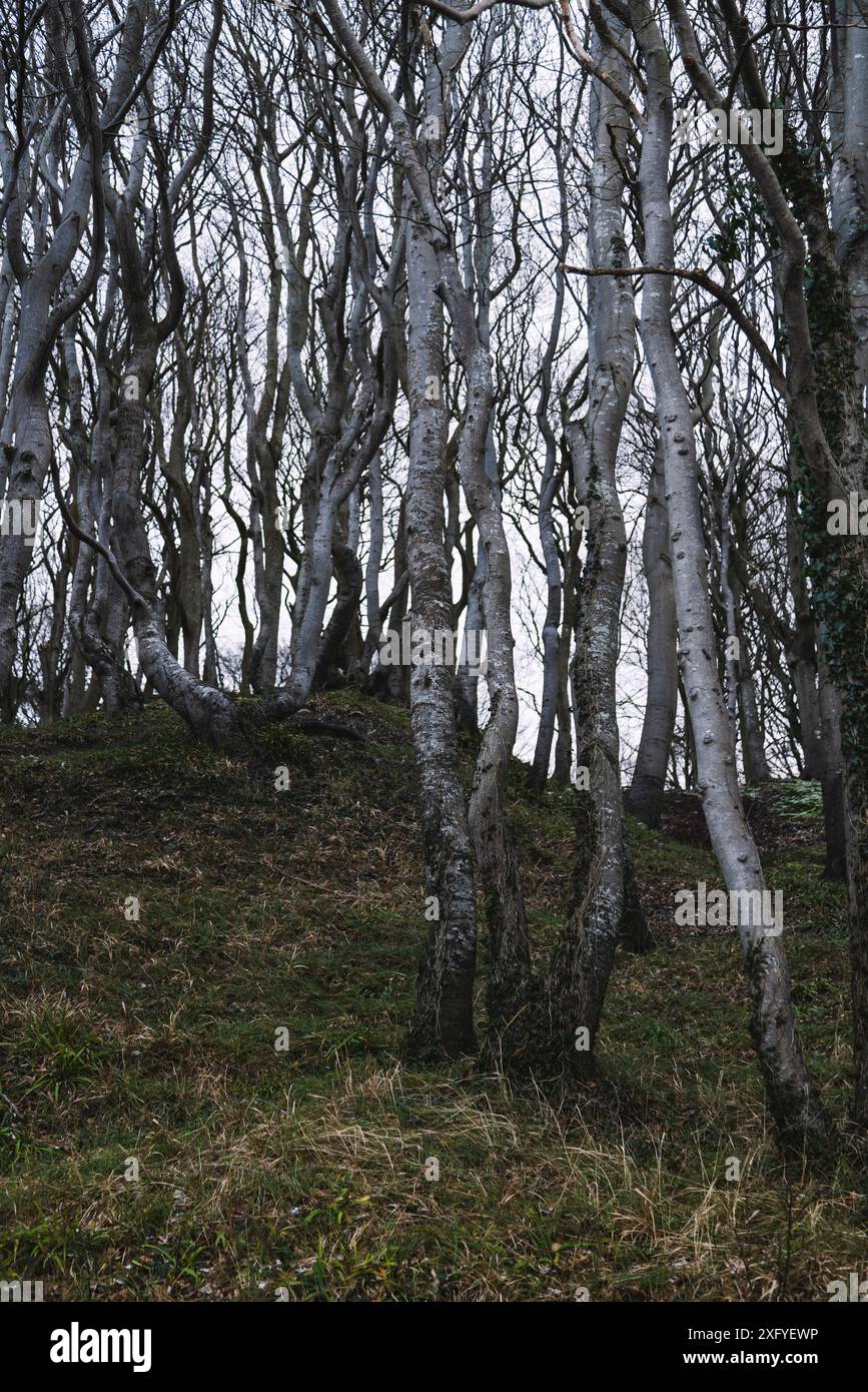 Forêt de feuillus dans la vallée de printemps à Glücksburg en janvier Banque D'Images