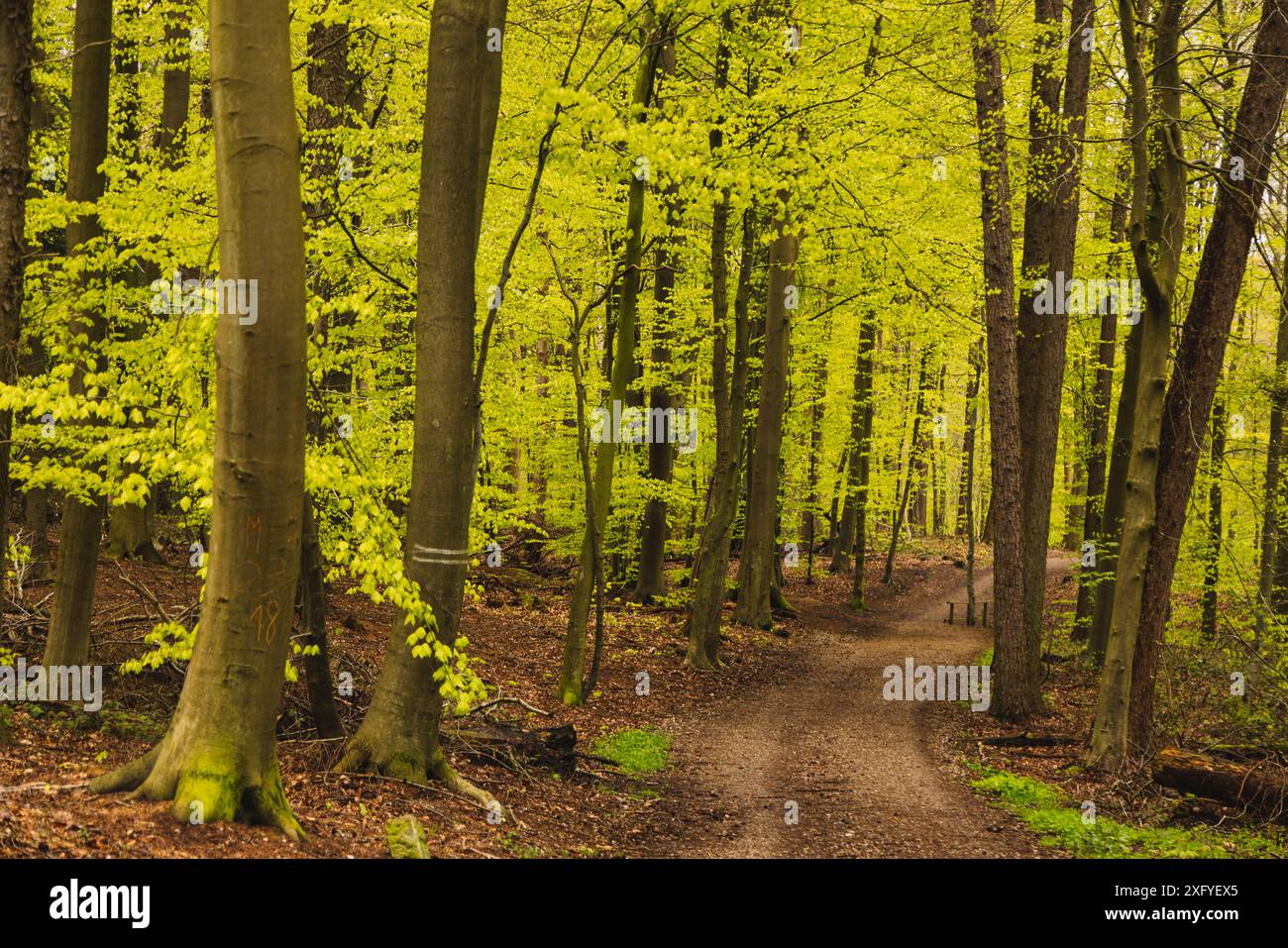 Printemps dans la forêt de hêtres à Flensburg Klues avec des feuilles de hêtre fraîches Banque D'Images