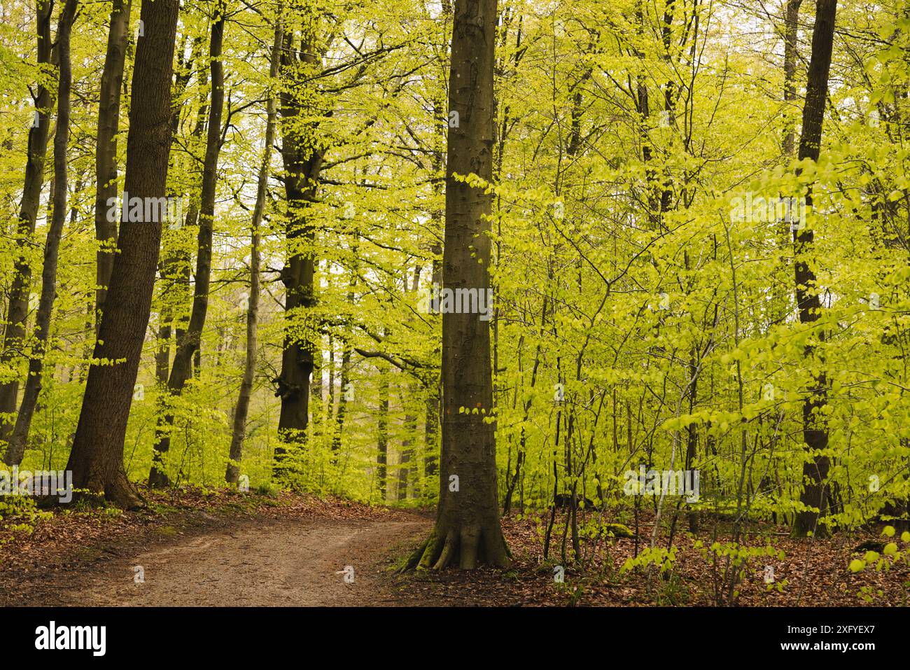 Printemps dans la forêt de hêtres à Flensburg Klues avec des feuilles de hêtre fraîches Banque D'Images