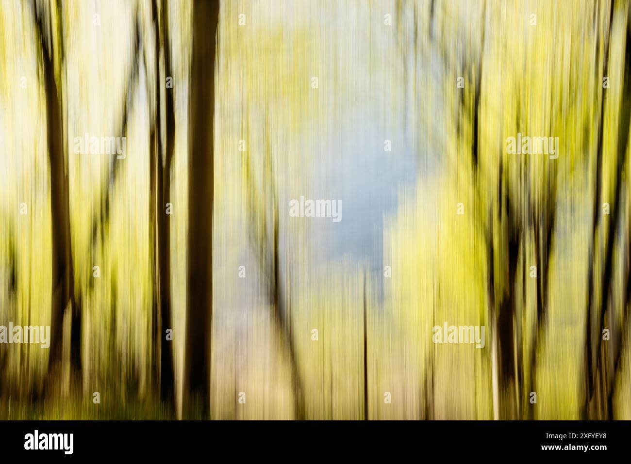 Forêt de printemps dans la vallée de printemps avec le vert frais et le bleu de la mer Baltique, longue exposition avec la technique d'essuyage Banque D'Images
