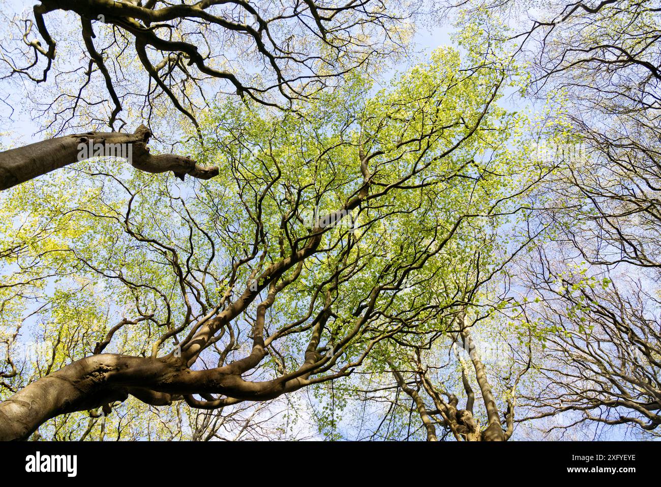 Printemps dans la vallée de printemps à Glücksburg dans la forêt, cime des arbres avec le premier vert printanier dans le soleil de printemps Banque D'Images