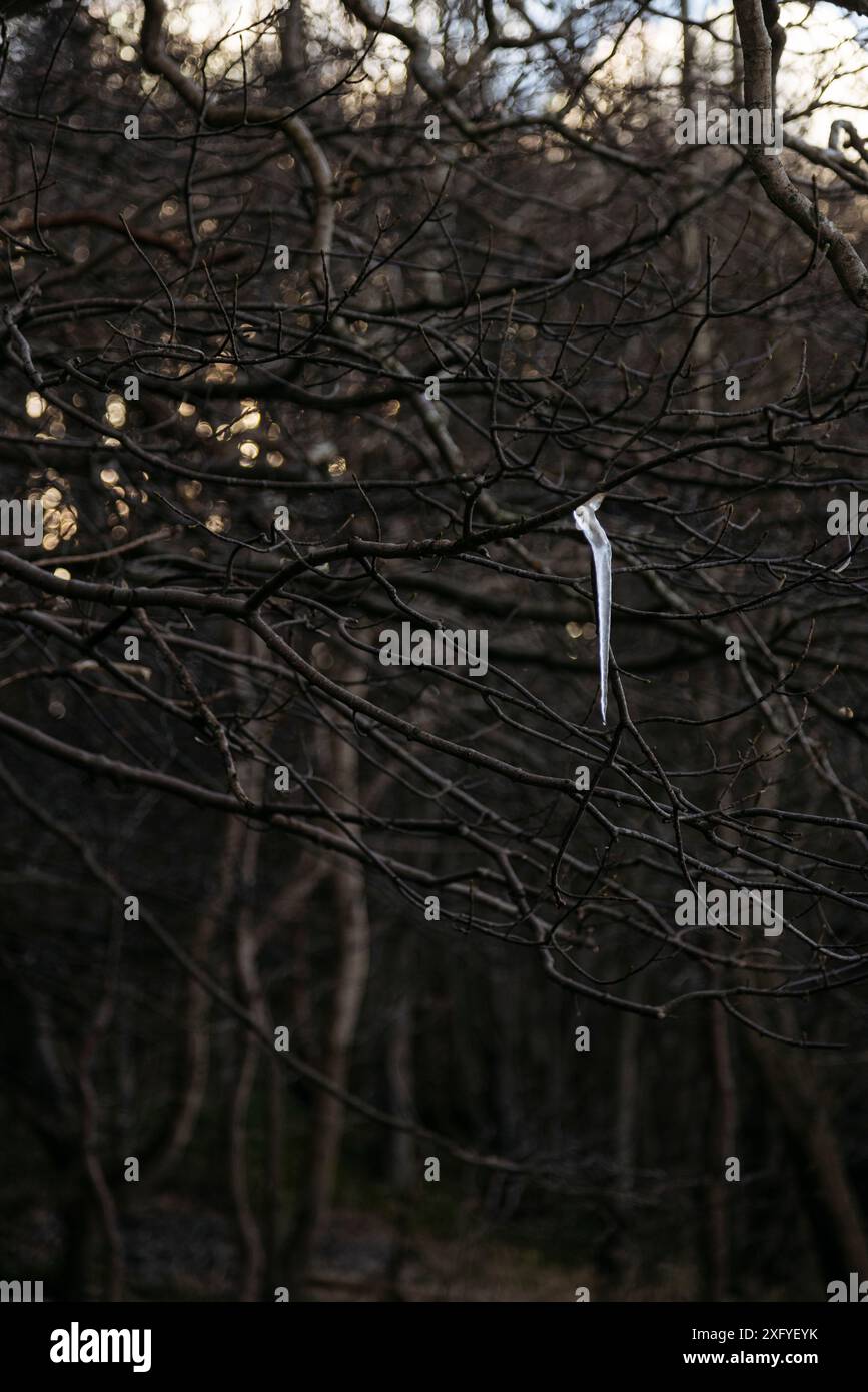 Glaçons dans les branches d'un hêtre Banque D'Images
