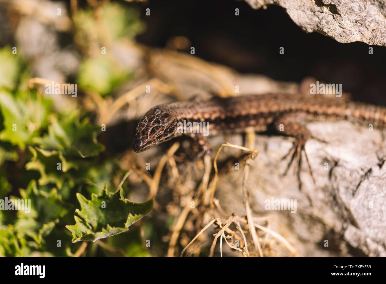 Lézard dans le jardin botanique de Bielefeld à la lumière du soleil Banque D'Images