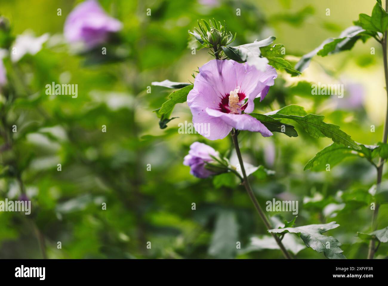 Fleurs d'hibiscus violettes Banque D'Images