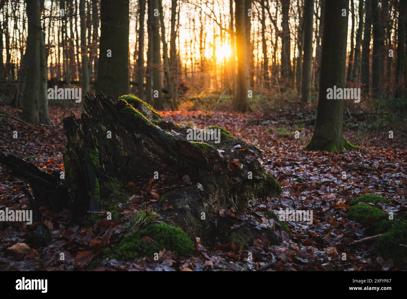 Forêt de feuillus en décembre avec la lumière chaude du soleil, vieux tronc d'arbre avec de la mousse Banque D'Images