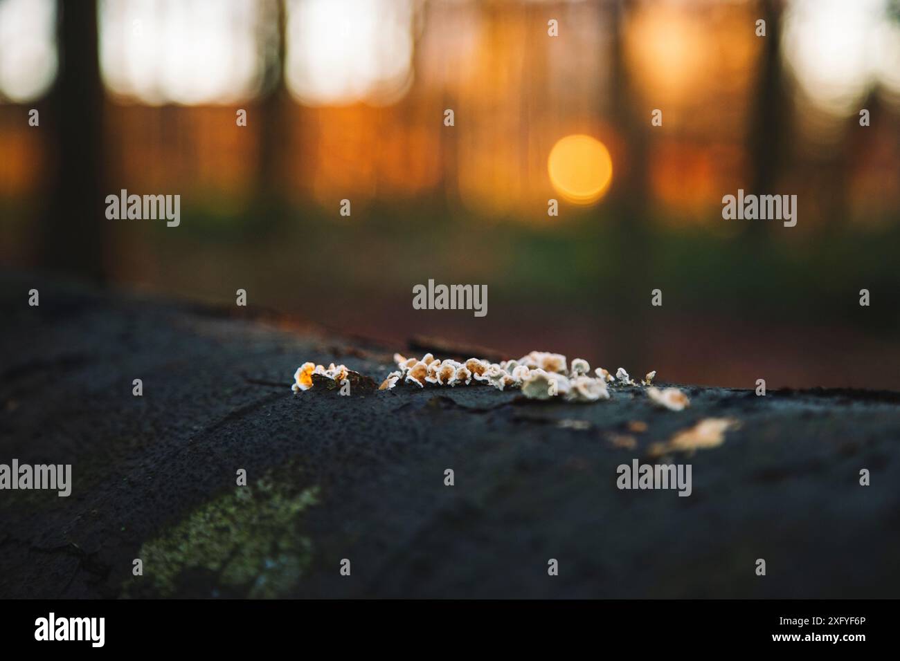 Forêt de feuillus en décembre avec lumière chaude du soleil, tronc d'arbre avec de petits champignons d'arbre Banque D'Images