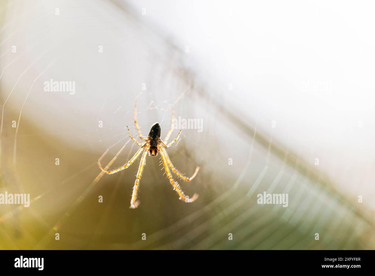 Araignée dans une toile contre la lumière Banque D'Images