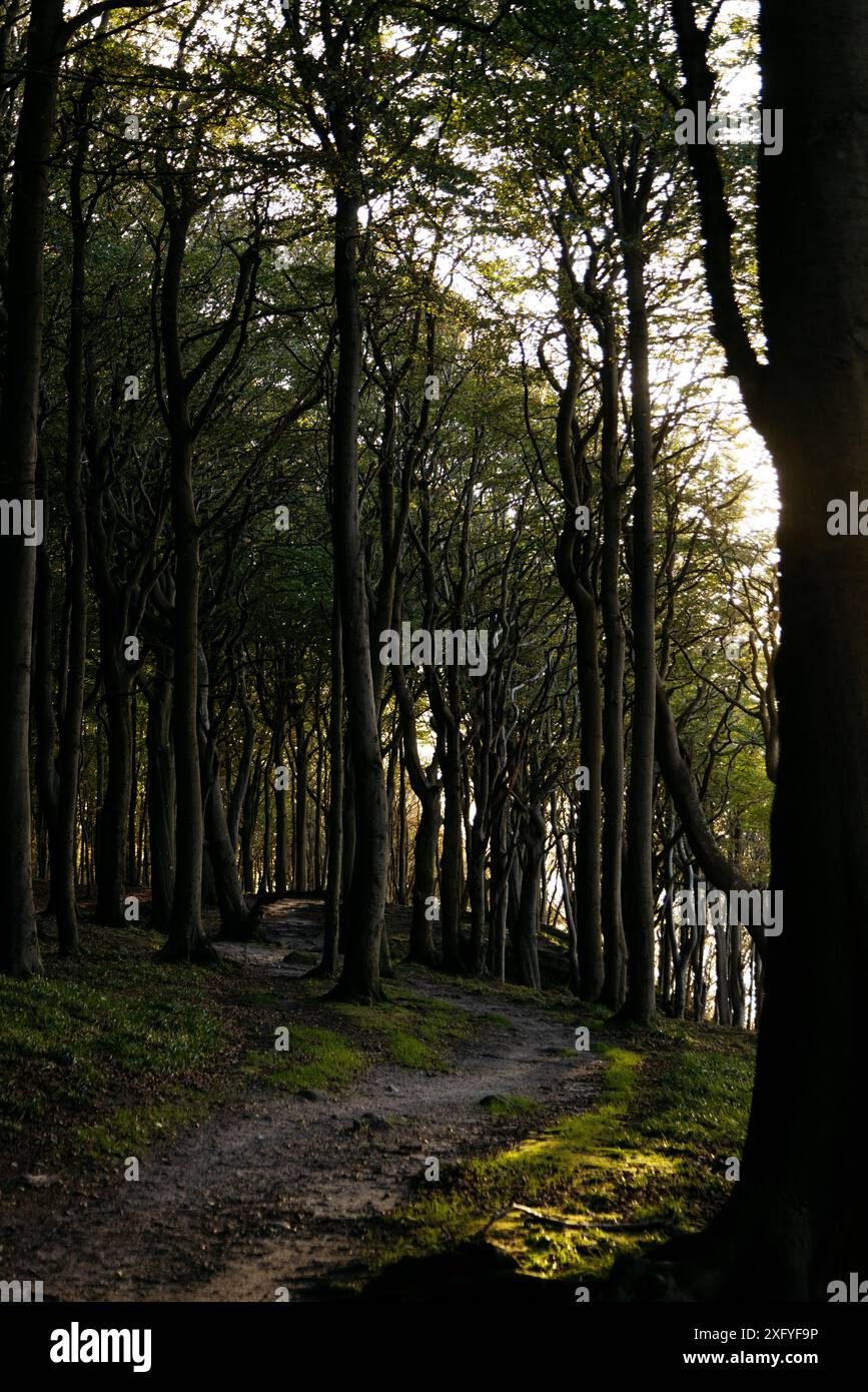 Forêt dans la vallée de printemps Banque D'Images