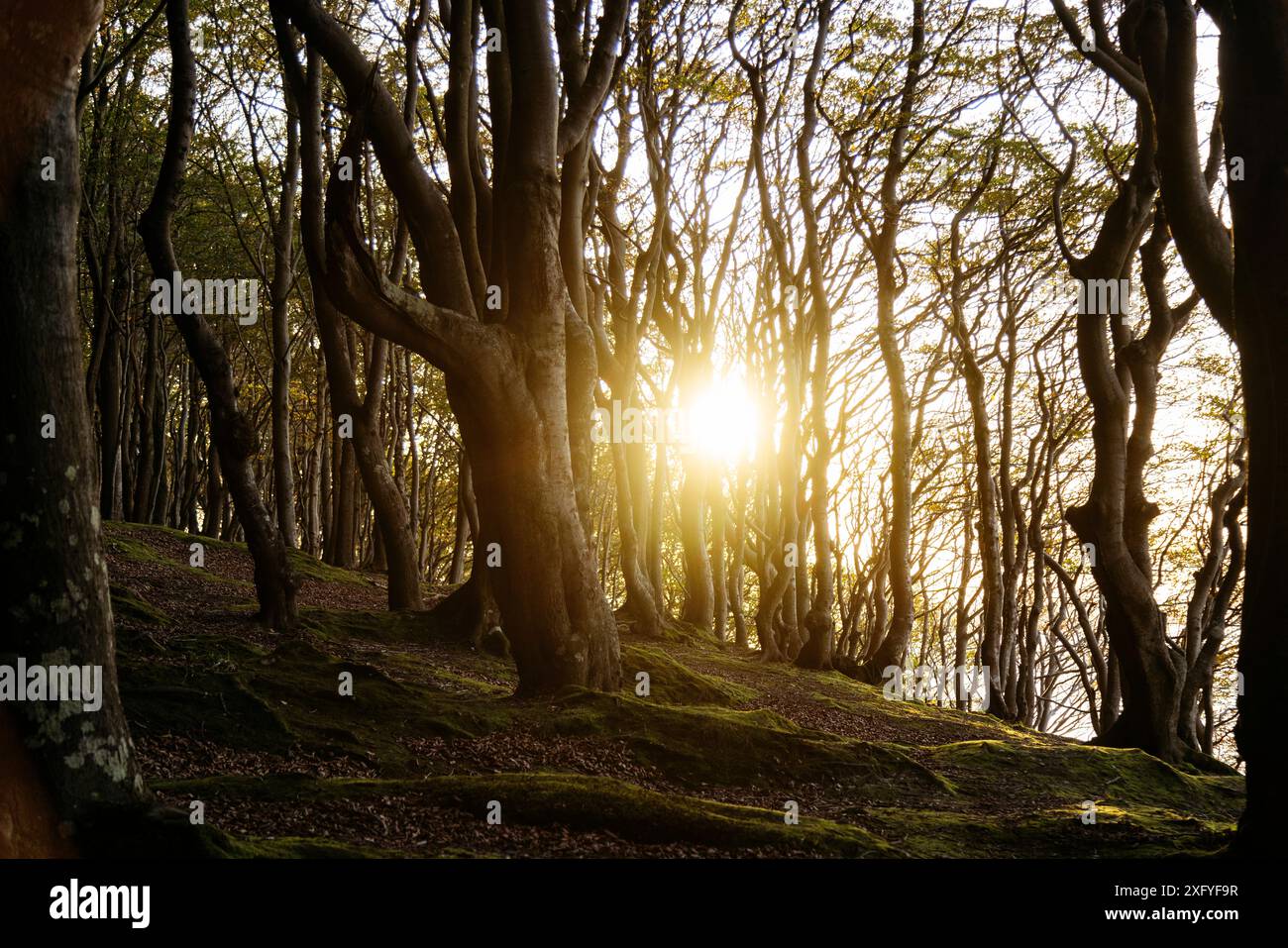 Forêt avec soleil d'automne dans la vallée de printemps Banque D'Images