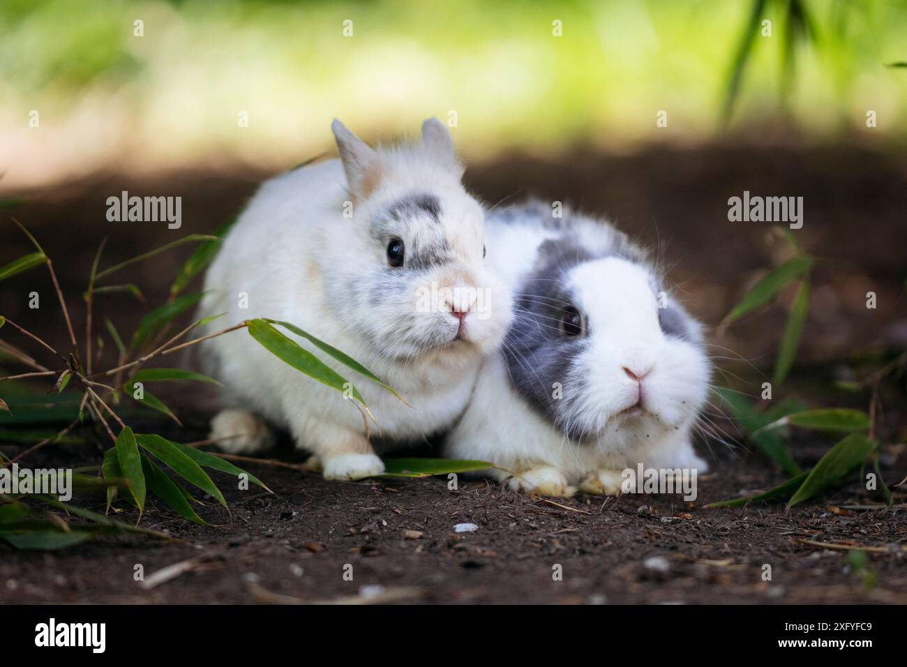 2 lapins nains dehors Banque D'Images