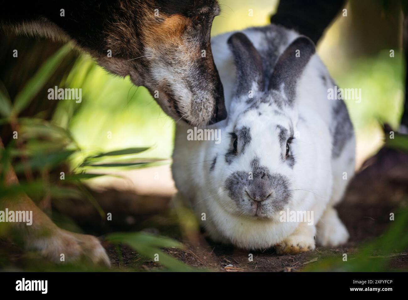 Amitié entre un lapin Rex et un chien Banque D'Images