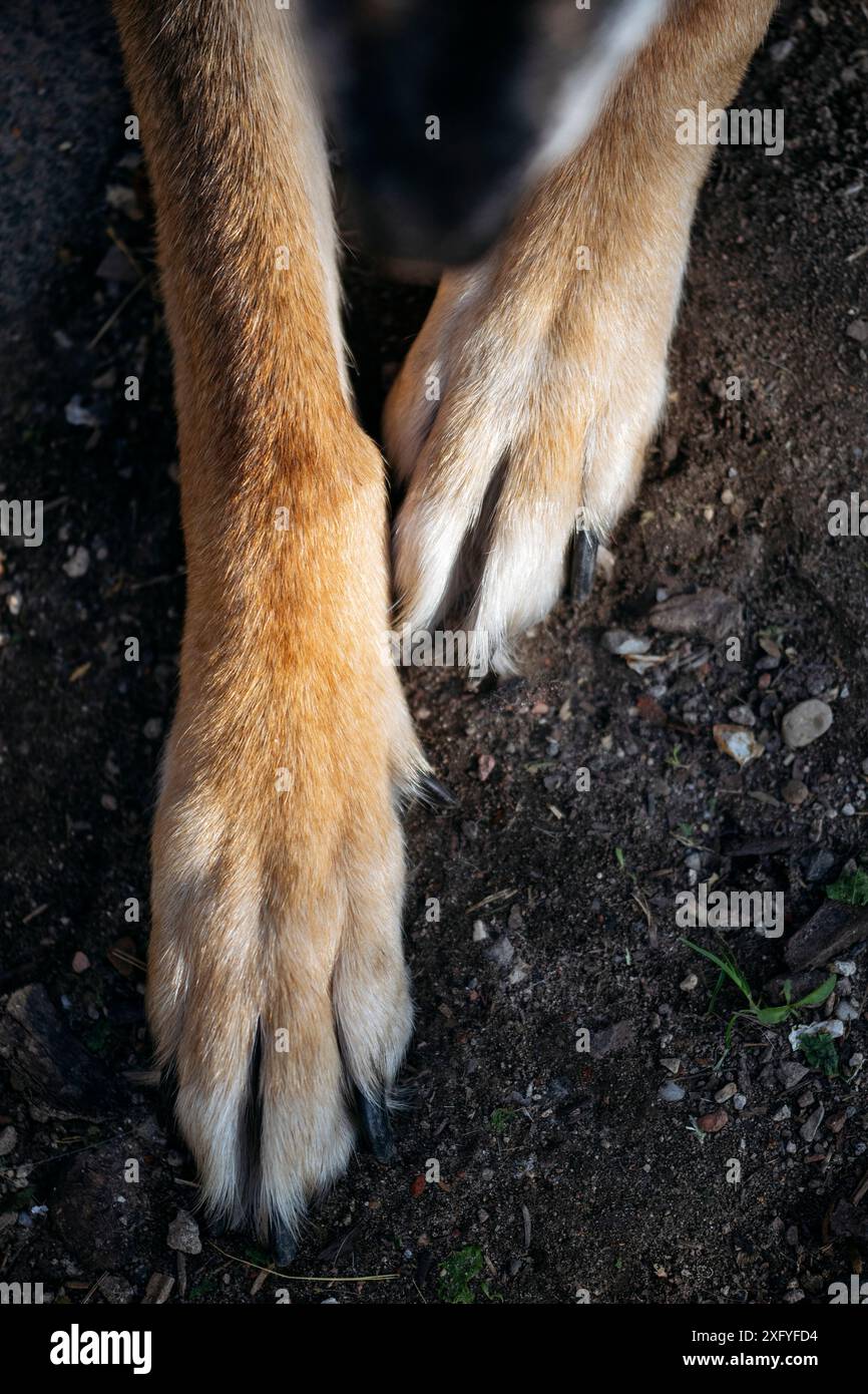 Pattes avant d'un grand chien mongrel Banque D'Images