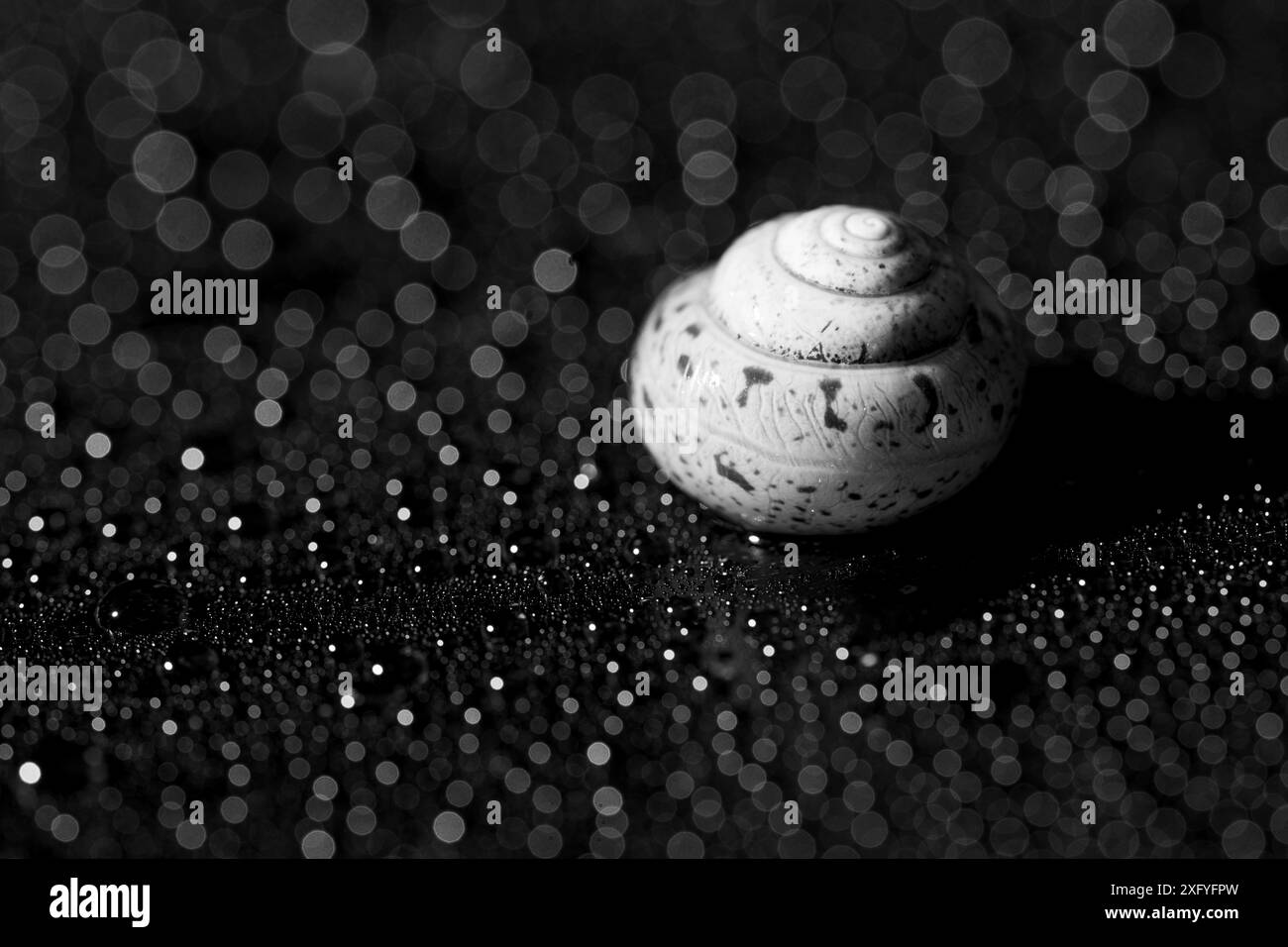 Coquille escargot, image en noir et blanc Banque D'Images
