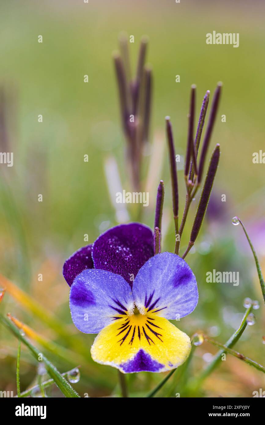 Pensée sauvage, violet champ, gouttes de rosée Banque D'Images