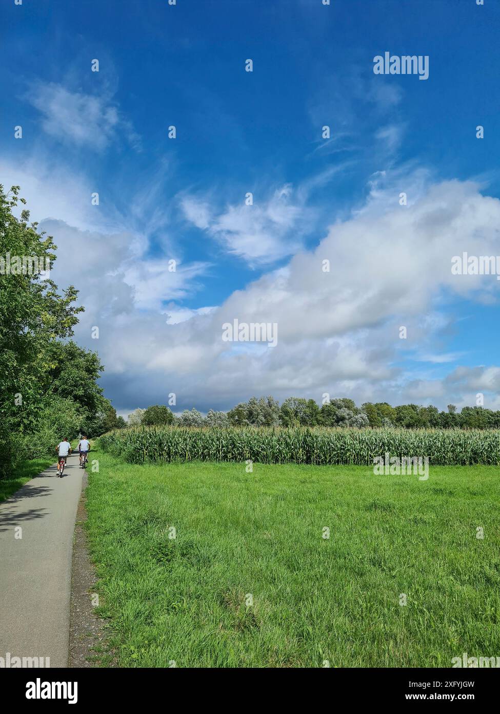 Deux jeunes cyclistes conduisant leurs vélos sur une piste cyclable à côté d'un champ de maïs dans une zone de loisirs locale, Rhénanie du Nord-Westphalie, Allemagne Banque D'Images