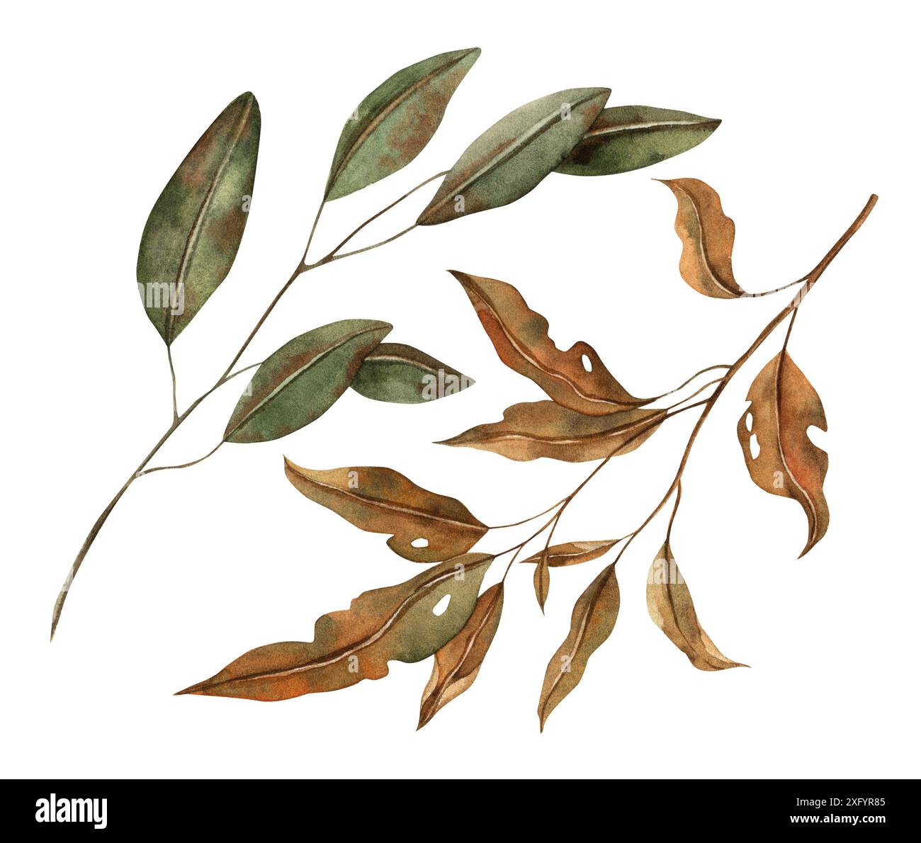 Feuilles d'automne à divers stades de décomposition. La collection botanique aquarelle est dessinée à la main dans le style automne. Pour les designs saisonniers, dans les cartes postales Banque D'Images