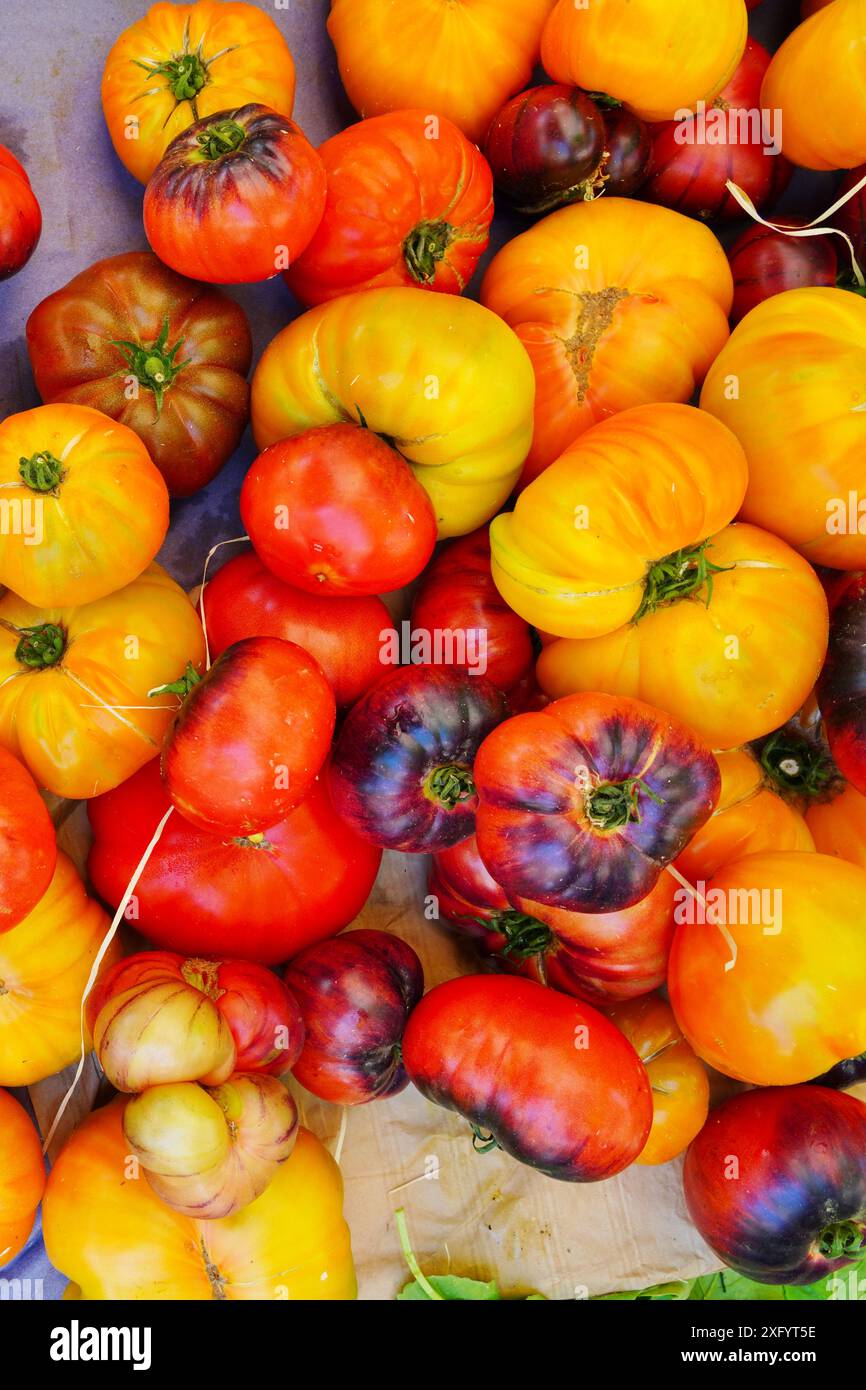 Caisse de tomates biologiques colorées rouges, jaunes et noires au marché fermier Banque D'Images