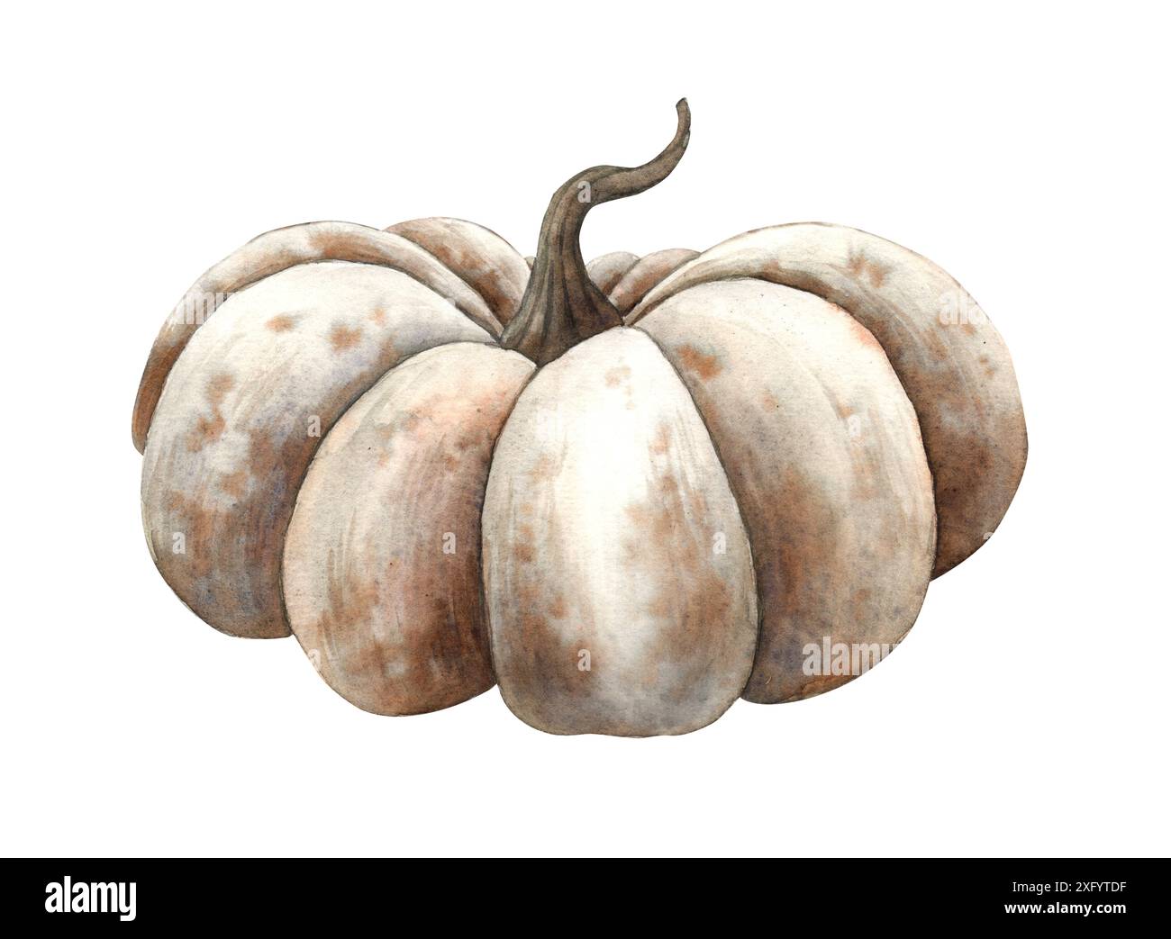 Citrouille blanche dans un style mystique réaliste. Illustration botanique à l'aquarelle dessinée à la main. Convient pour la conception, les cartes ou les affiches des vacances d'automne, Tha Banque D'Images