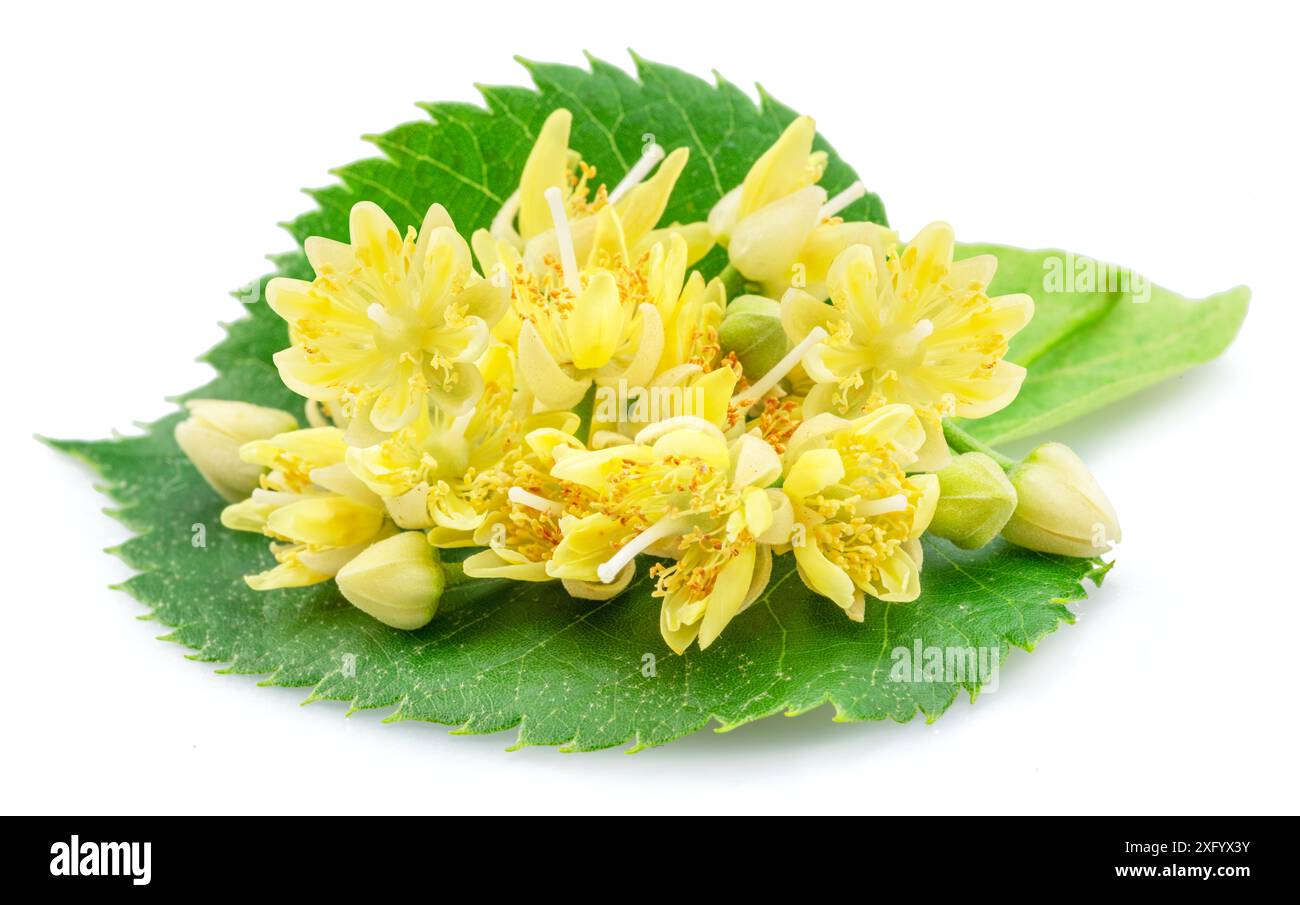 Fleurs de Linden ou fleurs de tilleul isolées sur fond blanc. Banque D'Images