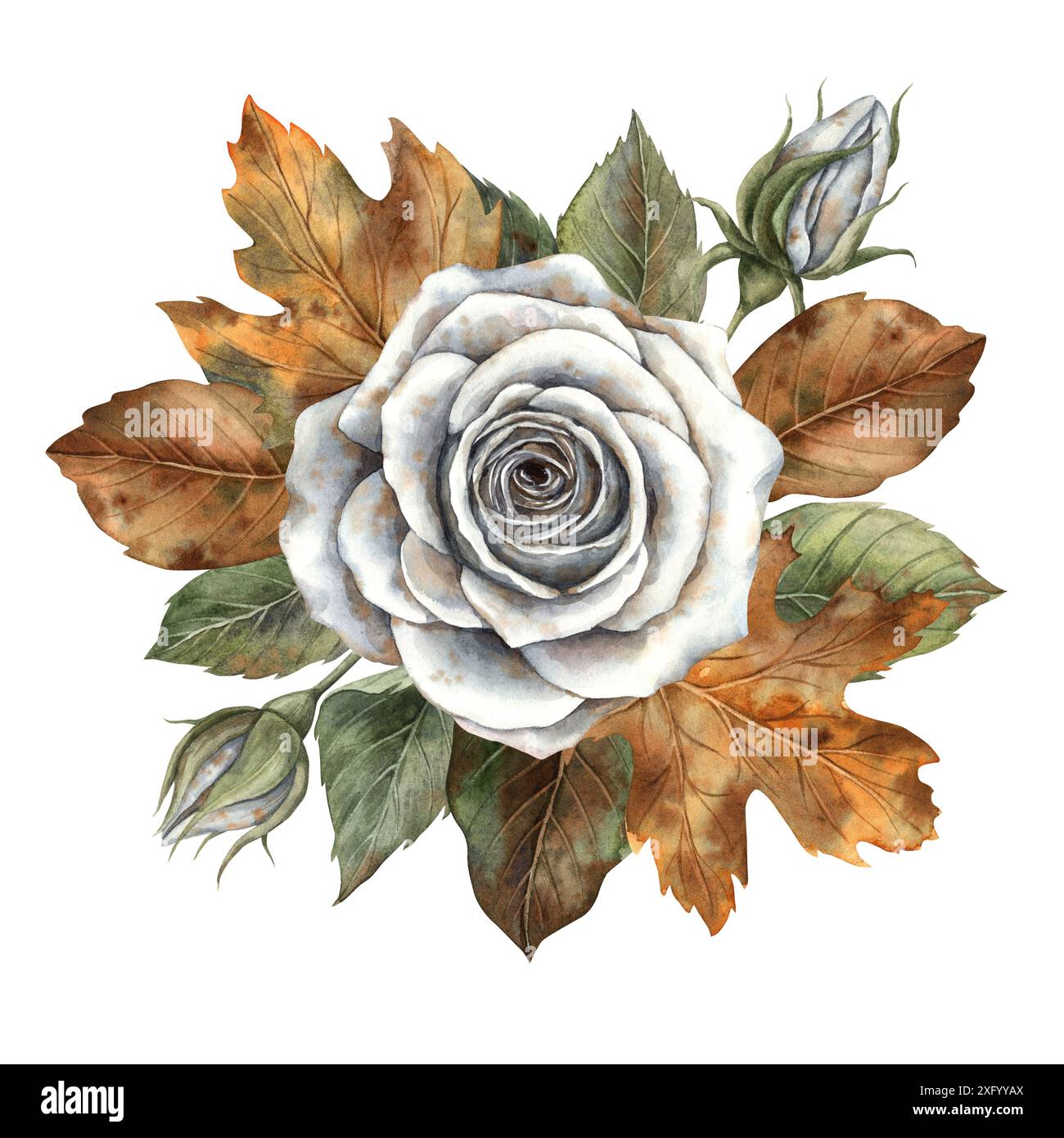 Rose blanche avec des feuilles vertes, feuilles sèches d'automne. Illustration d'aquarelle dessinée à la main dans le style botanique. Convient pour la conception d'automne de Halloween et ot Banque D'Images