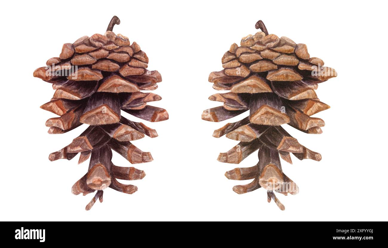 Cônes de sapin ou de pin bruns secs. Grand ensemble de cônes de cèdre ouverts. Illustration d'aquarelle botanique d'hiver. Pour les études académiques sur les plantes conifères Banque D'Images