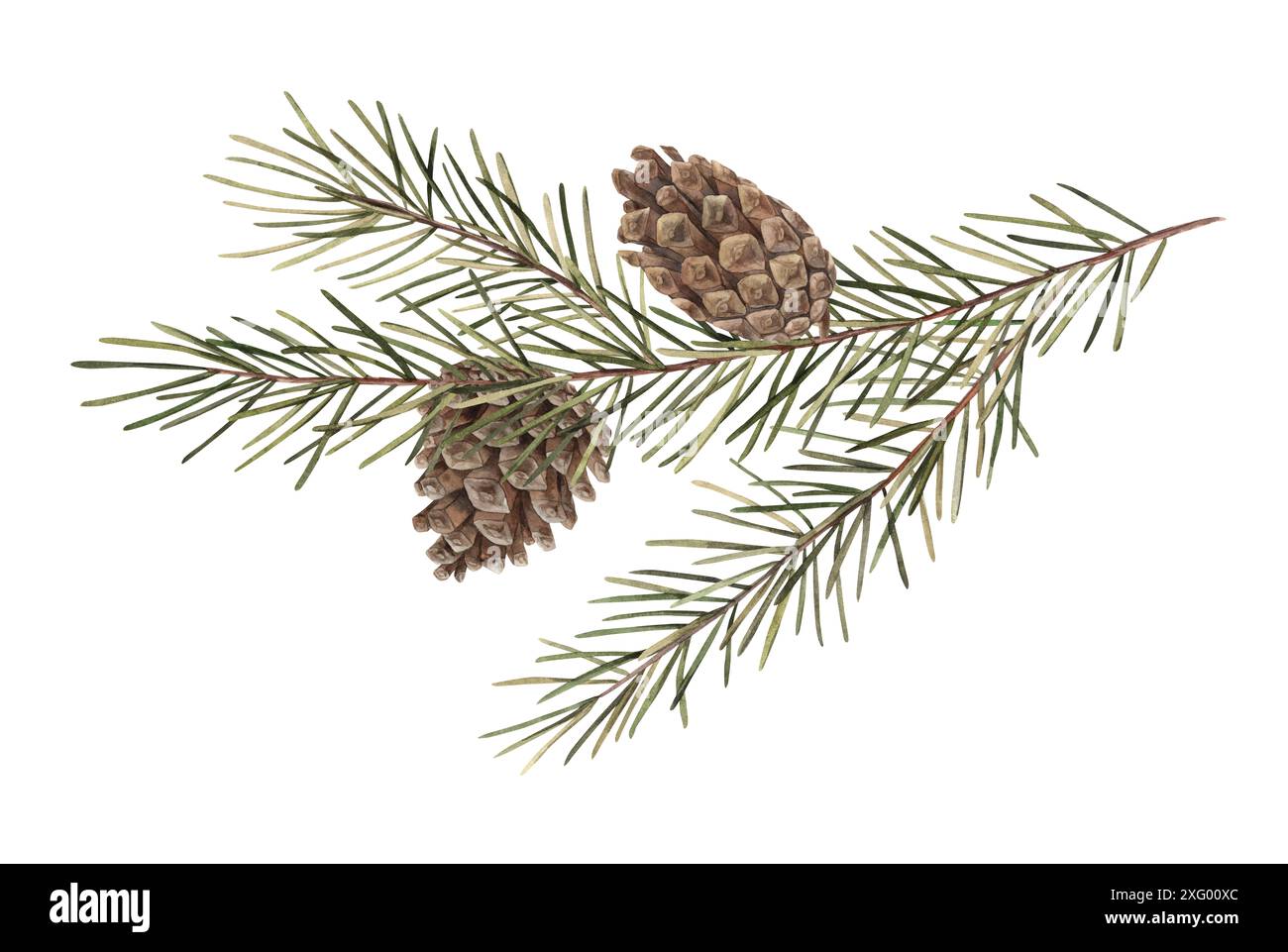 Branche de sapin avec des pommes de pin, illustration botanique aquarelle de Noël. Illustration de branche de pin, aiguilles, branche. Dessins pour Noël et Nouveau Banque D'Images