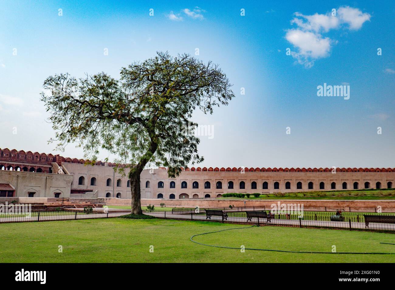 Une vue panoramique d'un Fort Rouge historique de New Dehli, avec un arbre solitaire au premier plan sous un ciel bleu clair Banque D'Images