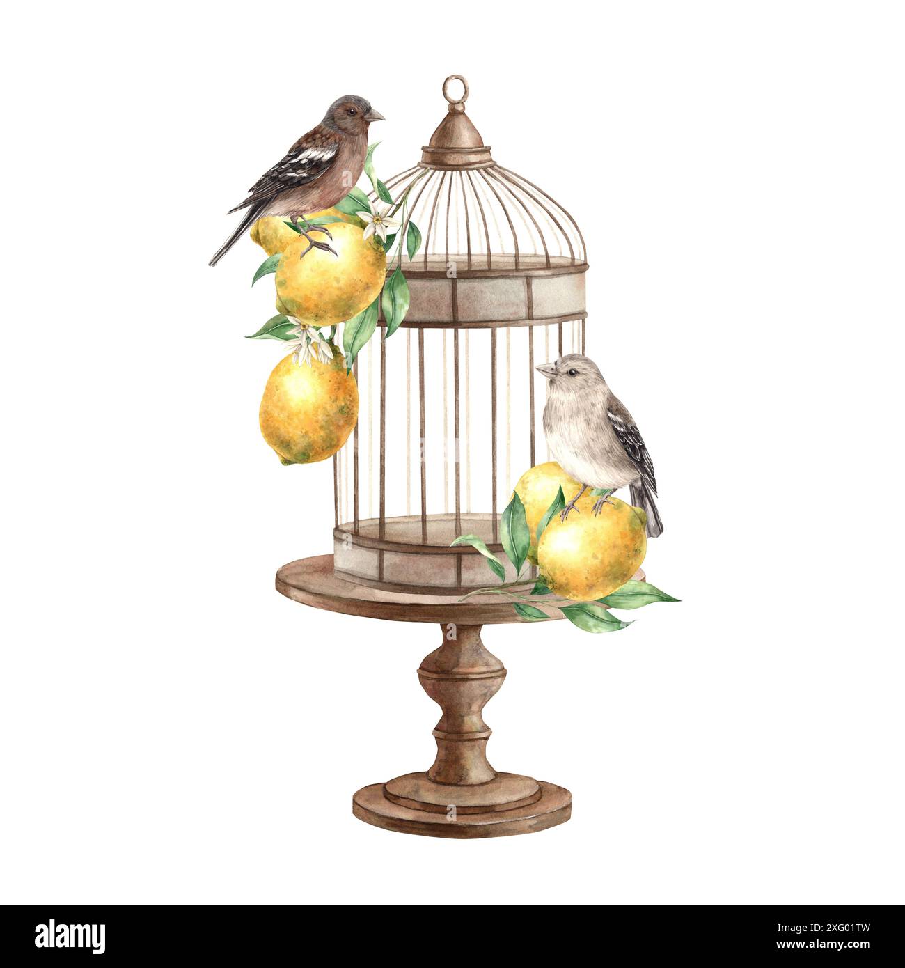 Oiseaux bruns, citrons jaunes avec des feuilles, cage en bronze avec support. Illustration aquarelle isolée dans le style vintage. Composition artisanale pour l'intérieur, Banque D'Images