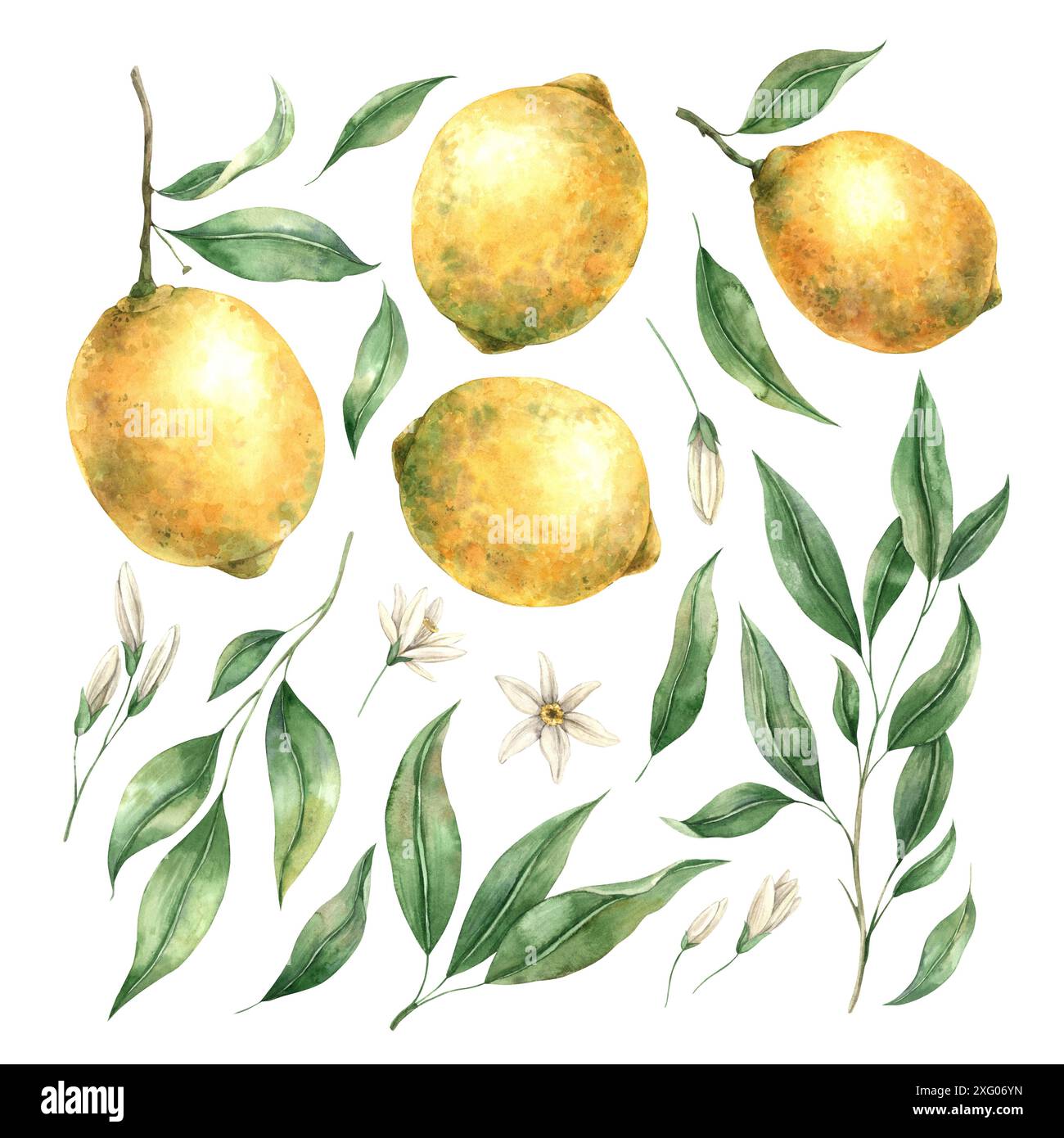 Ensemble de citrons réalistes jaunes juteux et de feuilles vertes avec des fleurs. Aquarelle isolée florale botanique dans un style réaliste. Composition pour inter Banque D'Images