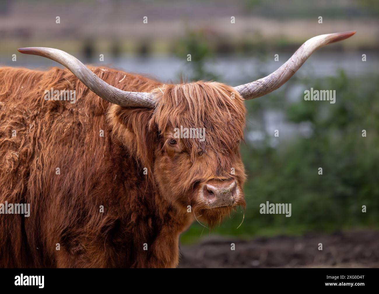 Gros plan d'une vache des Highlands avec de longues cornes Banque D'Images