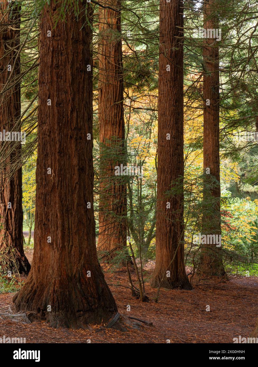 Forêt luxuriante d'automne près de Leominster, Herefordshire, Royaume-Uni Banque D'Images