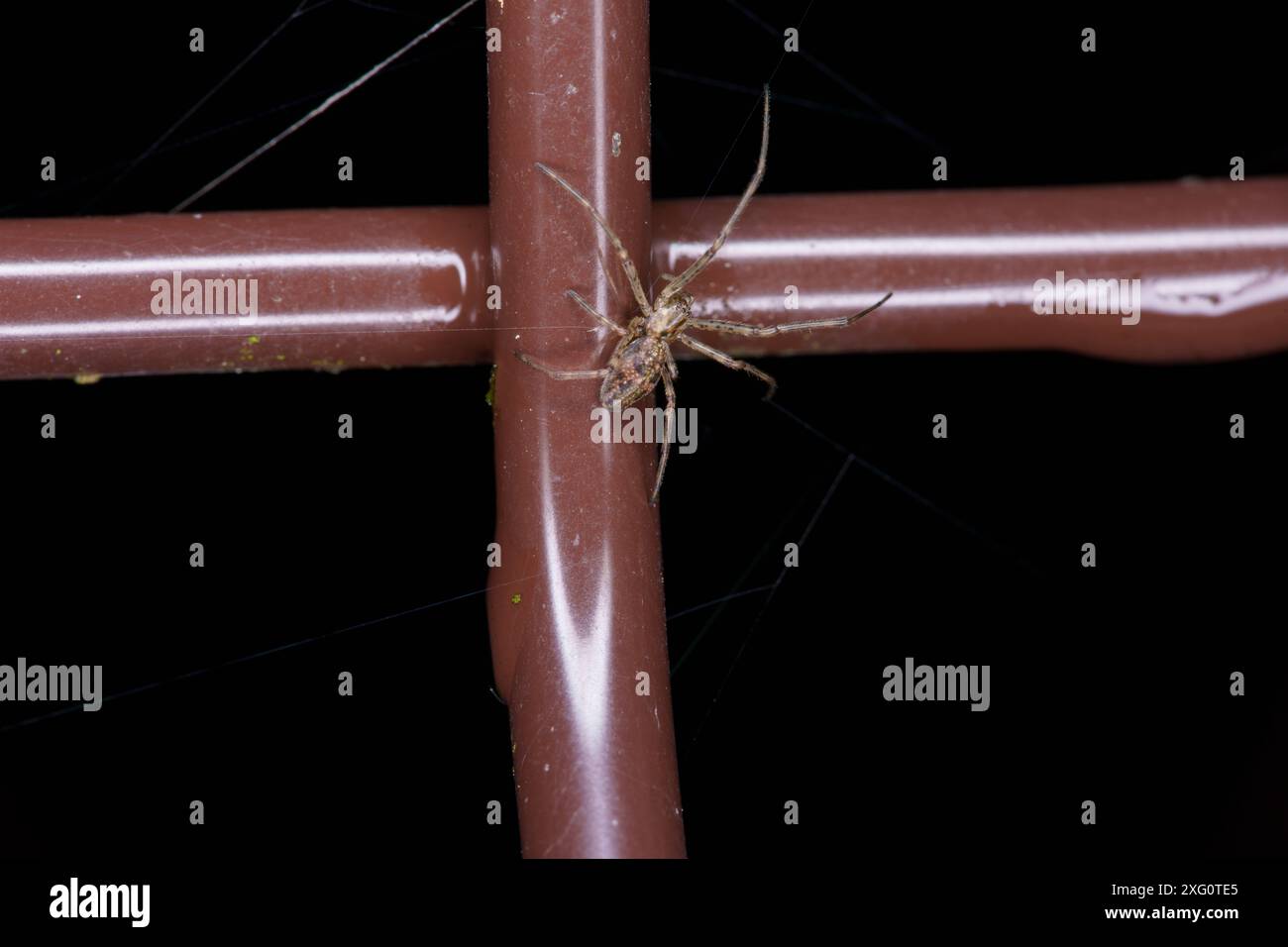 Famille Tetragnathidae tisserand orbe à longue mâchoire araignée à longue mâchoire nature sauvage photographie d'insectes, image, papier peint Banque D'Images