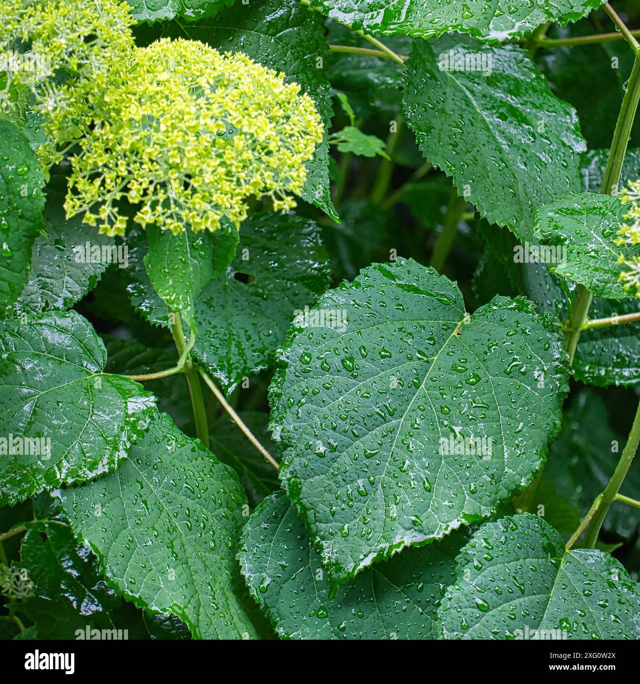 Saison des pluies en Rhénanie : une hortensia boule de neige recouverte de milliers de gouttes de pluie (N°02), allemagne, Mönchengladbach Banque D'Images Saison des pluies en Rhénanie : une hortensia boule de neige recouverte de milliers de gouttes de pluie (N°02), allemagne, Mönchengladbach Banque D'Images