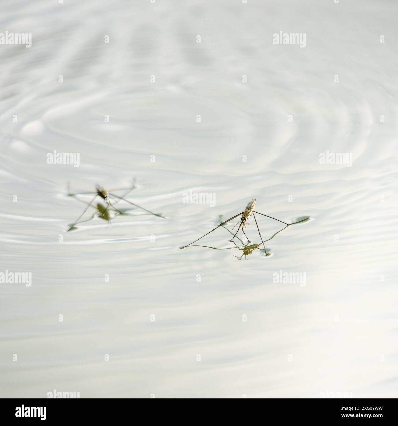 Un joli Pond Skater (Gerris lacustris) surfant au sommet de la rivière Banque D'Images