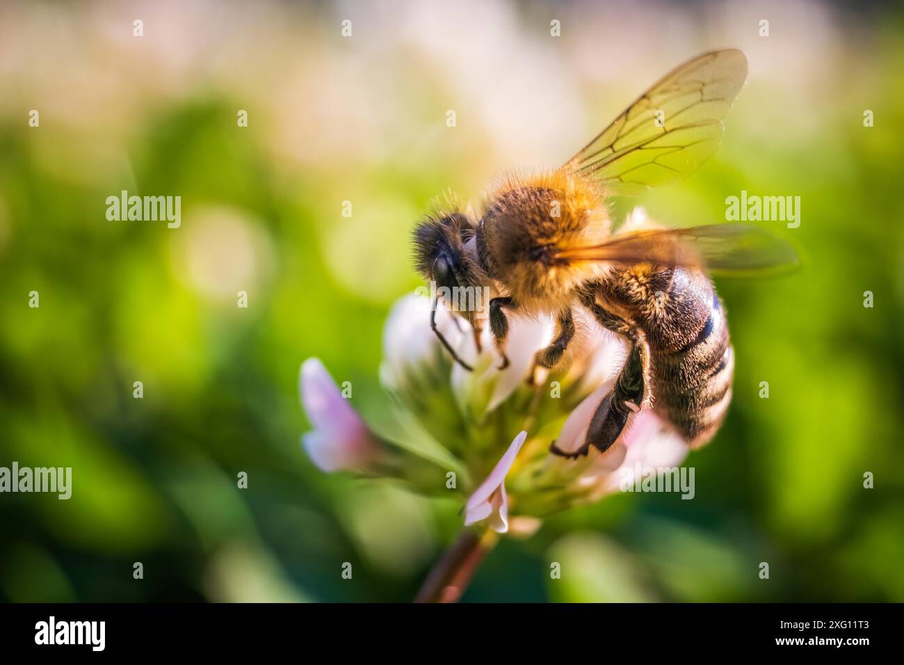 Gros plan de l'abeille au travail sur la fleur de trèfle blanche collectant le pollen, fond d'abeille Banque D'Images