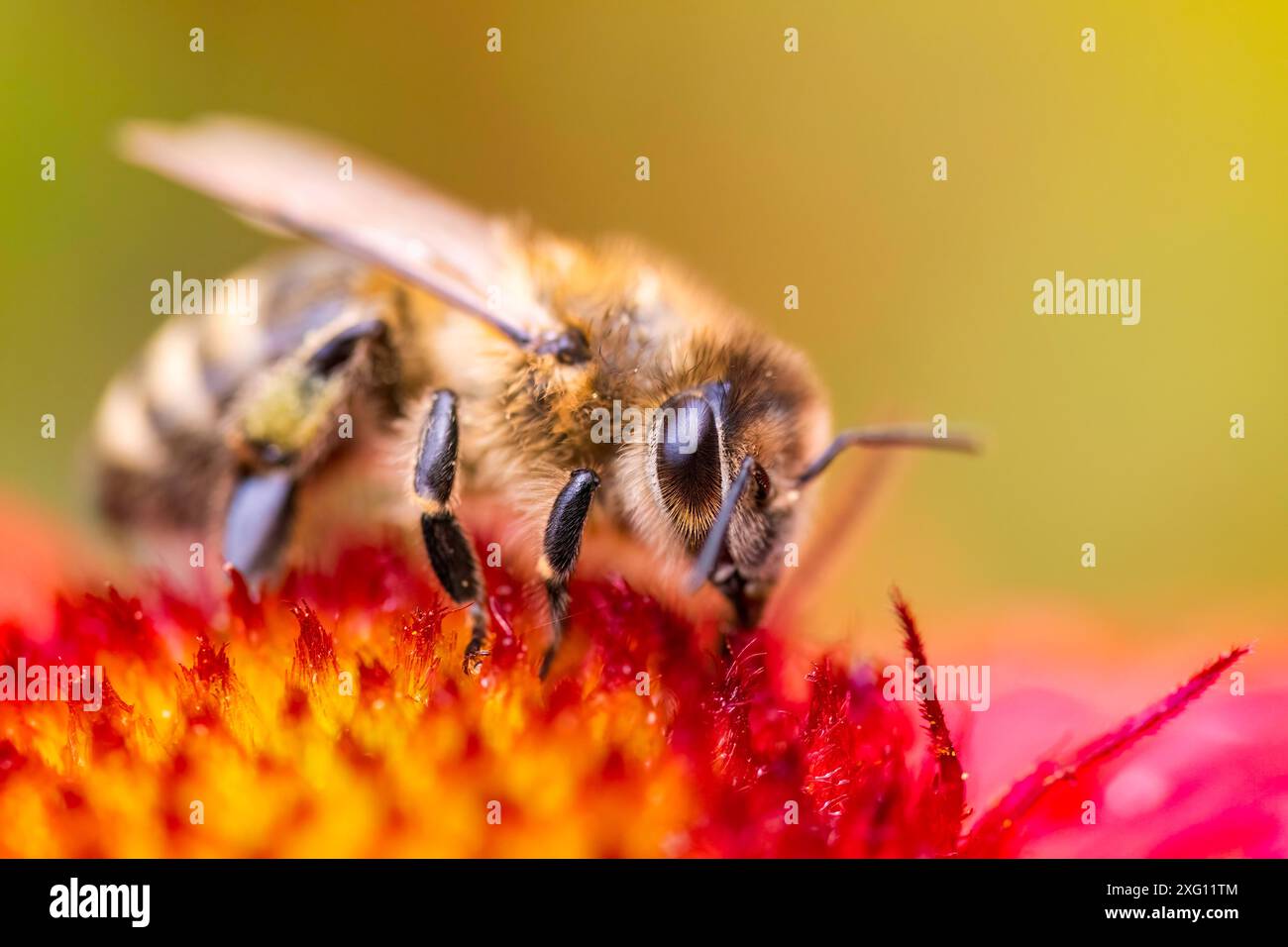 Gros plan de l'abeille recueillant le pollen de la fleur rouge. BEE a l'arrière-plan vert flou Banque D'Images