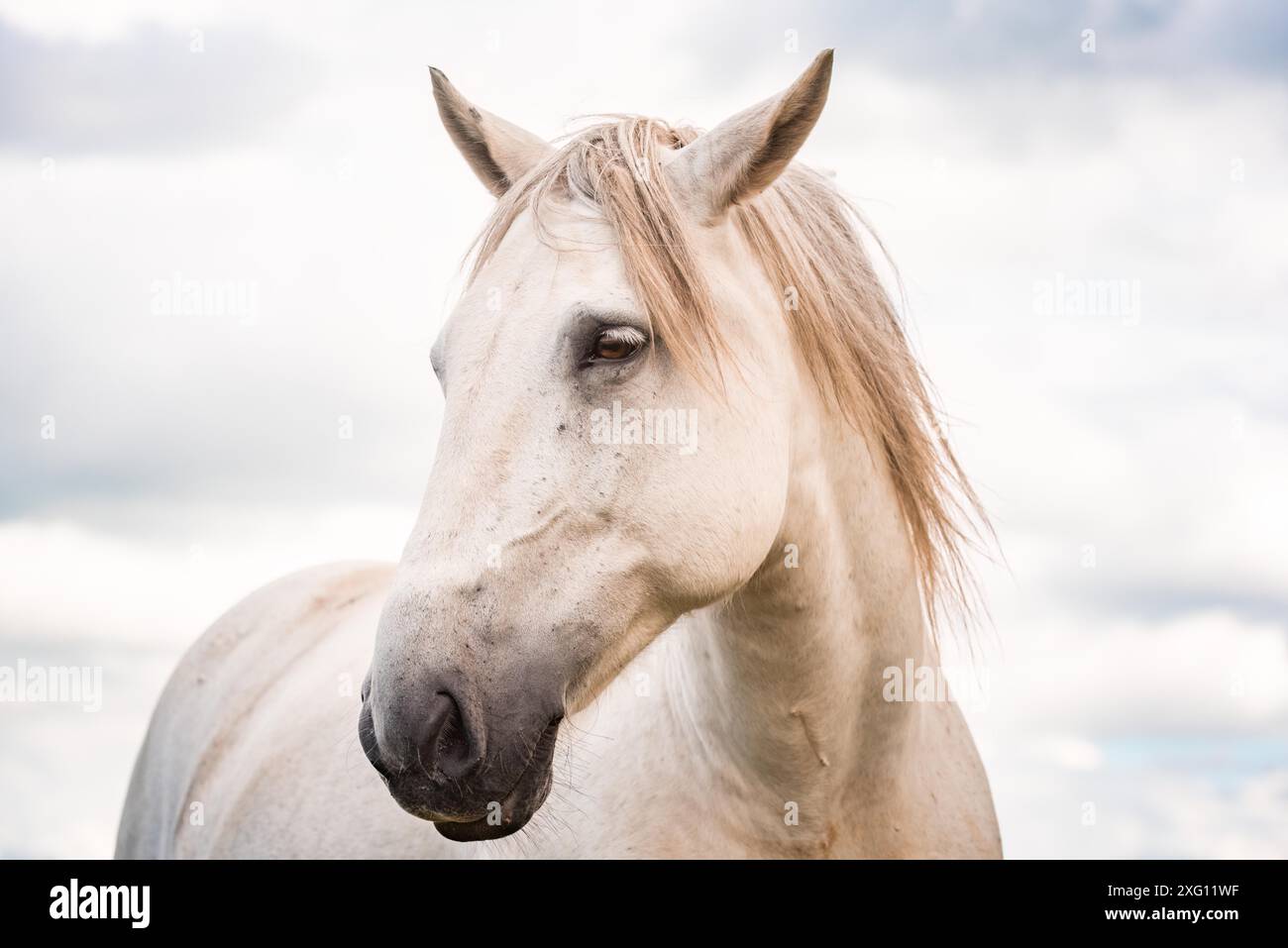 Portrait de cheval blanc contre ciel nuageux. Fond de goujon Banque D'Images
