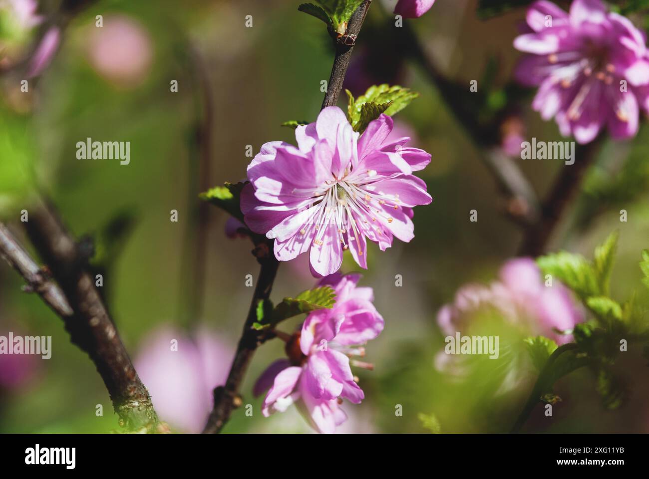 Prunus glandulosa, Rosea Plena double fleurs roses de cerise de brousse chinoise dans le jardin de printemps Banque D'Images