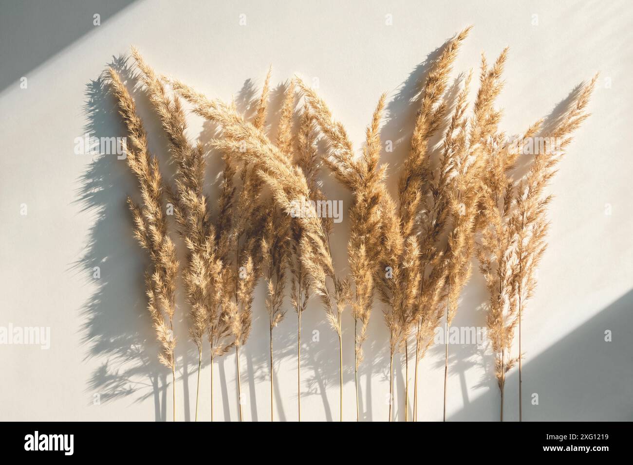 Pampas herbe sur fond blanc, roseaux herbe créative plat avec lumière naturelle et ombre Banque D'Images