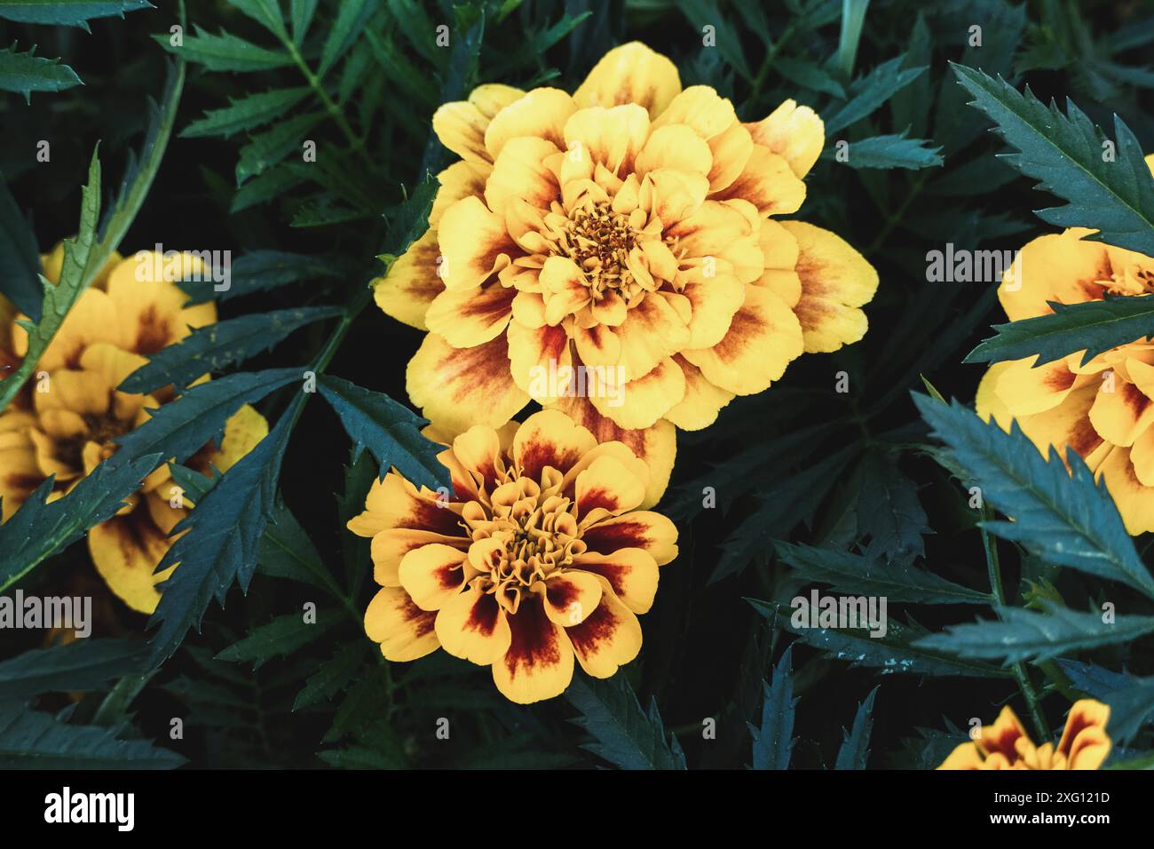 Les marigolds jaunes fleurissent dans le jardin de près Banque D'Images