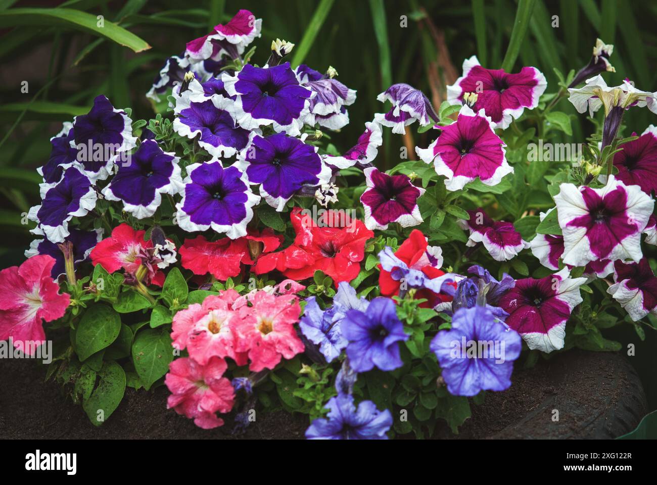 Pétunias de jardin, pétunia hybrida violet rouge bleu fleurs blanches dans le parterre à fleurs Banque D'Images