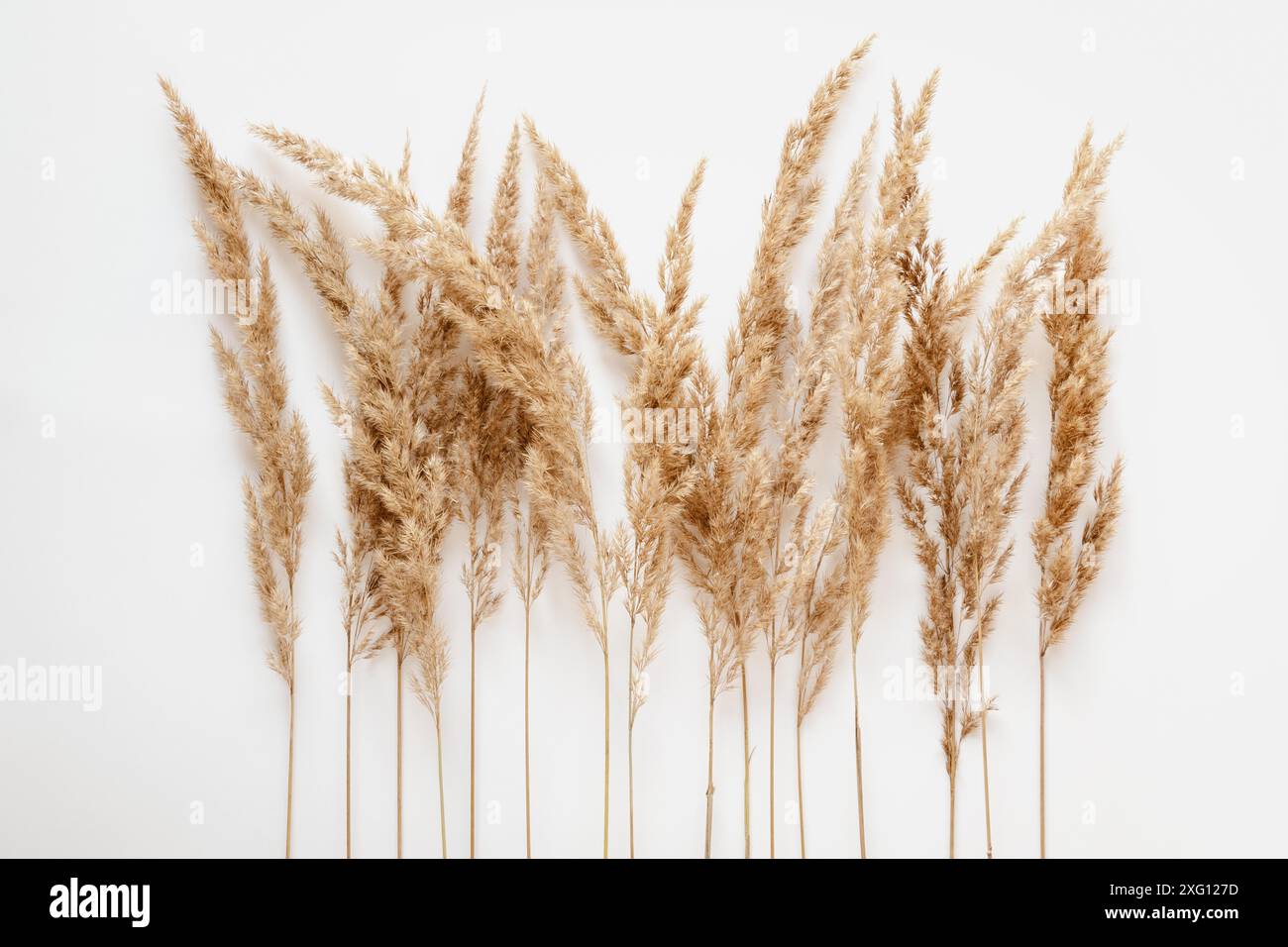 Pampas herbe sur fond blanc, roseau herbe plat Banque D'Images