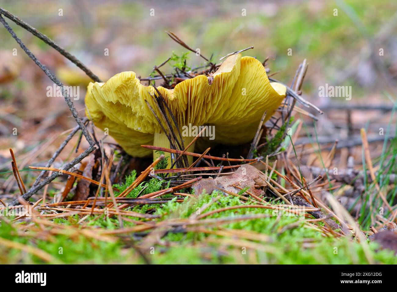 Champignon de chevalier vert dans la forêt d'automne, champignon de chevalier jaune dans la forêt d'automne Banque D'Images