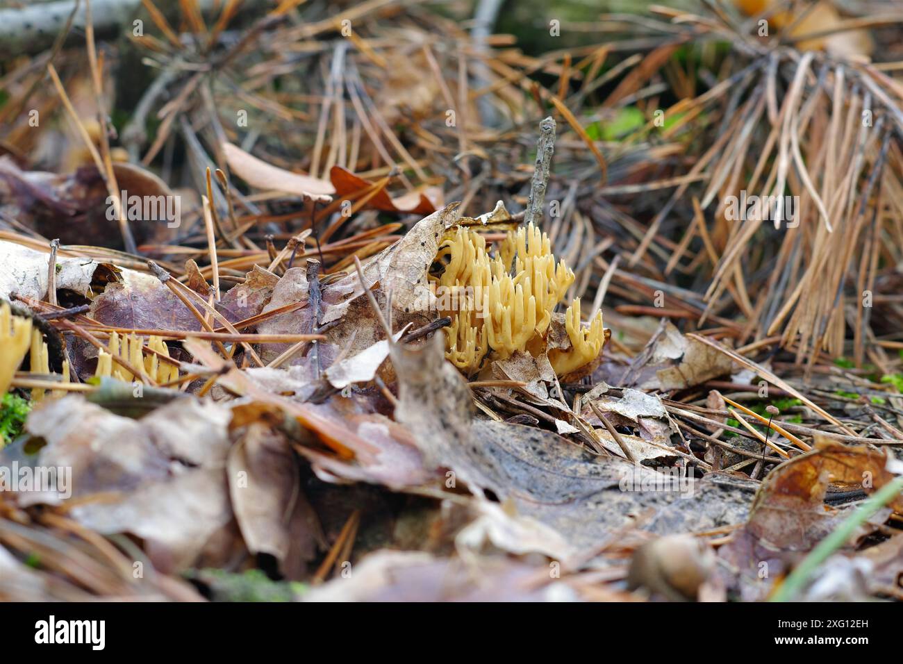 Gegabelter Hoernling CALOCERA FURCATA, CALOCERA FURCATA, un genre fongique de L'ordre des Dacrymycètes en forêt D'automne Banque D'Images