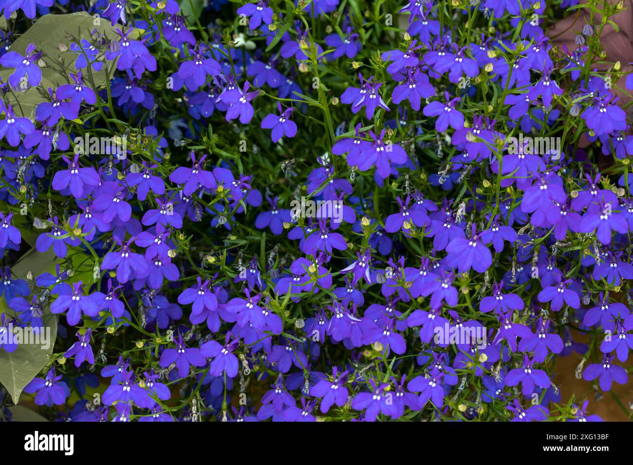 Lobelia erinus fleurit dans un jardin Banque D'Images