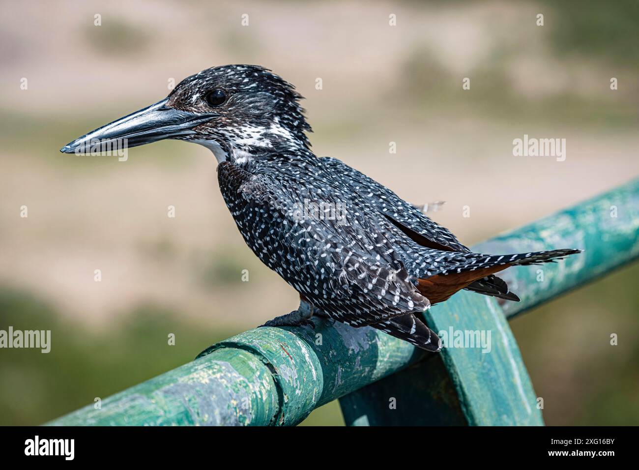 Géant Kingfisher (Megaceryle Maxima) assis sur un bar métallique au parc national Kruger, en Afrique du Sud Banque D'Images