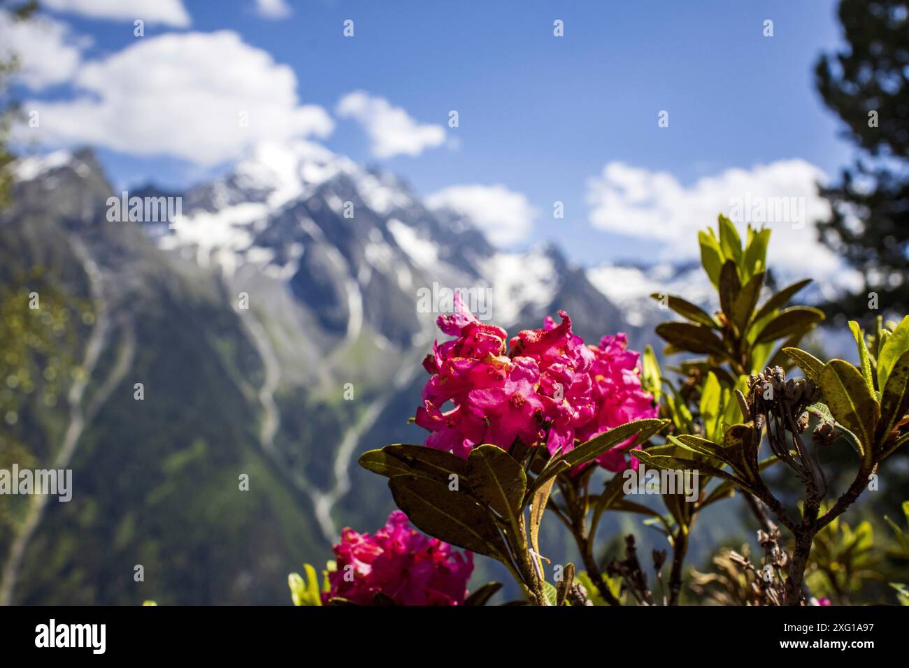 Rose alpine en pleine floraison Banque D'Images